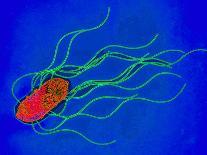 Adeno-associated Virus, TEM-Dr. Linda Stannard-Photographic Print