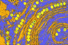 Coloured TEM of Herpes Simplex Viruses Inside Cell-Dr. Linda Stannard-Photographic Print