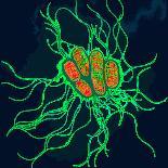 Salmonella Bacterium-Dr. Linda Stannard-Photographic Print