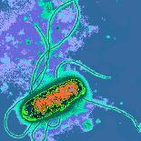 Legionella Bacteria-Dr. Linda Stannard-Photographic Print