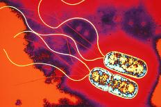 Coloured TEM of Salmonella Bacteria-Dr. Linda Stannard-Premium Photographic Print