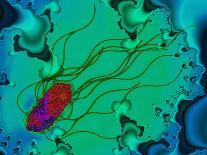 Coloured TEM of Herpes Simplex Viruses Inside Cell-Dr. Linda Stannard-Photographic Print