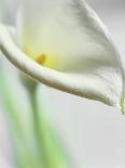 A White Calla Lily-Dr^ Martin Baumgärtner-Photographic Print