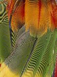 Parrot Feathers From An Indian Head-dress.-Dr. Morley Read-Framed Stretched Canvas