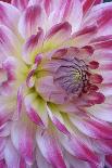 Sacred Lotus (Nelumbo Nucifera)-Dr. Nick Kurzenko-Framed Photographic Print