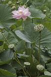 Sacred Lotus (Nelumbo Nucifera)-Dr. Nick Kurzenko-Framed Photographic Print