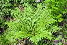 Shield Fern (Dryopteris Crassirhisoma)-Dr. Nick Kurzenko-Framed Photographic Print