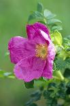 Salt Spray Rose Flower (Rosa Rugosa)-Dr^ Nick-Laminated Photographic Print