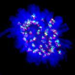 Mitosis-Dr. Paul Andrews-Photographic Print