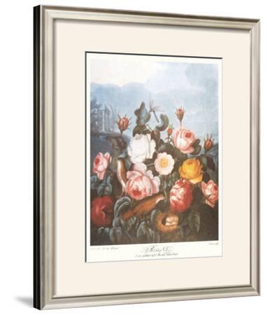 'The Pontic Rhododendron' Prints - Dr. Robert J. Thornton | AllPosters.com