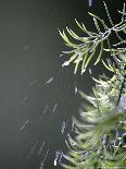 Rain drops Pelt a Branch, Tyler, Texas-Dr. Scott M. Lieberman-Framed Stretched Canvas