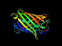 Green Fluorescent Protein, Computer Model-Dr. Tim Evans-Stretched Canvas