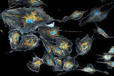Cell Division, Fluorescent Micrograph-Dr. Torsten Wittmann-Premium Photographic Print