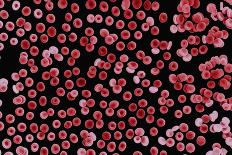 Red Blood Cells, SEM-Dr. Yorgos Nikas-Premium Photographic Print