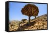 Dracaena Cinnabari (The Socotra Dragon Tree) (Dragon Blood Tree) Forest-Michael Runkel-Framed Stretched Canvas