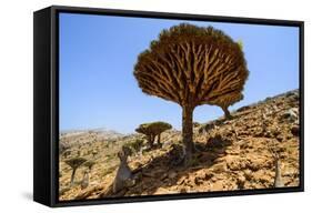 Dracaena Cinnabari (The Socotra Dragon Tree) (Dragon Blood Tree) Forest-Michael Runkel-Framed Stretched Canvas