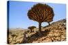 Dracaena Cinnabari (The Socotra Dragon Tree) (Dragon Blood Tree) Forest-Michael Runkel-Stretched Canvas