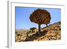 Dracaena Cinnabari (The Socotra Dragon Tree) (Dragon Blood Tree) Forest-Michael Runkel-Framed Photographic Print