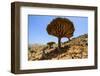 Dracaena Cinnabari (The Socotra Dragon Tree) (Dragon Blood Tree) Forest-Michael Runkel-Framed Photographic Print