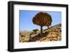 Dracaena Cinnabari (The Socotra Dragon Tree) (Dragon Blood Tree) Forest-Michael Runkel-Framed Photographic Print