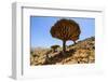 Dracaena Cinnabari (The Socotra Dragon Tree) (Dragon Blood Tree) Forest-Michael Runkel-Framed Photographic Print