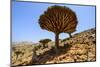 Dracaena Cinnabari (The Socotra Dragon Tree) (Dragon Blood Tree) Forest-Michael Runkel-Mounted Photographic Print