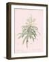 Dracaena Reflexa - Rose-Pierre Joseph Redoute-Framed Giclee Print