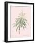 Dracaena Reflexa - Rose-Pierre Joseph Redoute-Framed Giclee Print