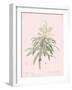 Dracaena Reflexa - Rose-Pierre Joseph Redoute-Framed Giclee Print