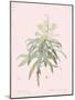 Dracaena Reflexa - Rose-Pierre Joseph Redoute-Mounted Giclee Print