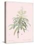 Dracaena Reflexa - Rose-Pierre Joseph Redoute-Stretched Canvas