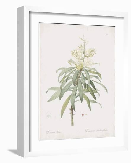 Dracaena Reflexa-Pierre Joseph Redoute-Framed Giclee Print