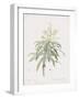 Dracaena Reflexa-Pierre Joseph Redoute-Framed Giclee Print