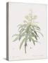 Dracaena Reflexa-Pierre Joseph Redoute-Stretched Canvas