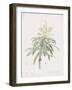 Dracaena Reflexa-Pierre Joseph Redoute-Framed Giclee Print