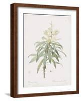 Dracaena Reflexa-Pierre Joseph Redoute-Framed Giclee Print