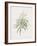 Dracaena Reflexa-Pierre Joseph Redoute-Framed Giclee Print