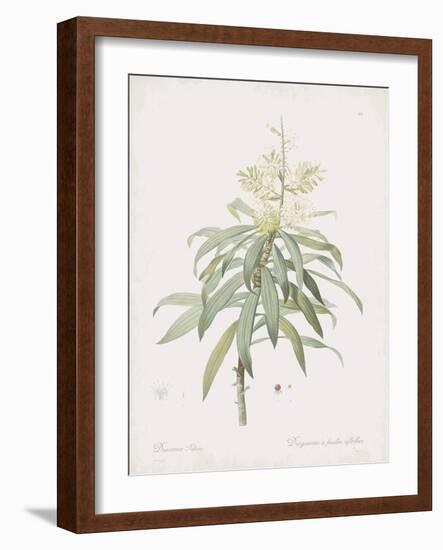 Dracaena Reflexa-Pierre Joseph Redoute-Framed Giclee Print