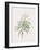 Dracaena Reflexa-Pierre Joseph Redoute-Framed Giclee Print