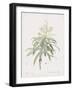 Dracaena Reflexa-Pierre Joseph Redoute-Framed Giclee Print