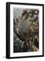 Draco by Alfred Edmund Brehm-Stefano Bianchetti-Framed Giclee Print