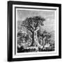 Dracona of Icod, Tenerife, Spain, C1900s-null-Framed Giclee Print