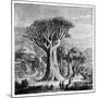 Dracona of Icod, Tenerife, Spain, C1900s-null-Mounted Giclee Print