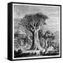 Dracona of Icod, Tenerife, Spain, C1900s-null-Framed Stretched Canvas