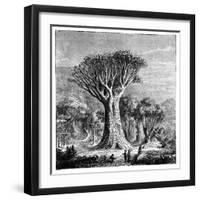 Dracona of Icod, Tenerife, Spain, C1900s-null-Framed Giclee Print