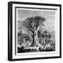 Dracona of Icod, Tenerife, Spain, C1900s-null-Framed Giclee Print