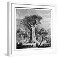 Dracona of Icod, Tenerife, Spain, C1900s-null-Framed Giclee Print