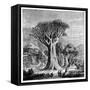 Dracona of Icod, Tenerife, Spain, C1900s-null-Framed Stretched Canvas
