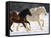 Draft Horse Running With Quarter Horses in Snow-Darrell Gulin-Framed Stretched Canvas