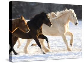 Draft Horse Running With Quarter Horses in Snow-Darrell Gulin-Stretched Canvas